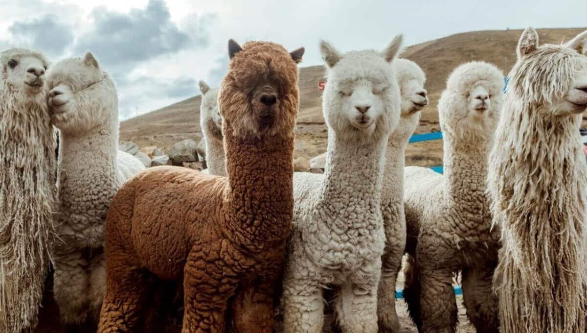 alpacas